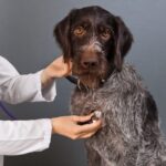 Prevention: Contagious Diseases In Dogs